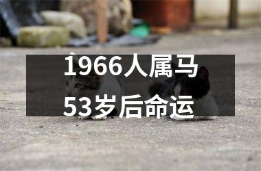 1966人属马53岁后命运