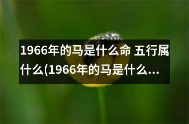 1966年的马是什么命 五行属什么(1966年的马是什么命五行属什么)