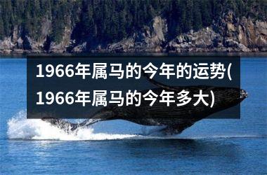 1966年属马的今年的运势(1966年属马的今年多大)