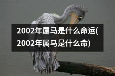 2002年属马是什么命运(2002年属马是什么命)