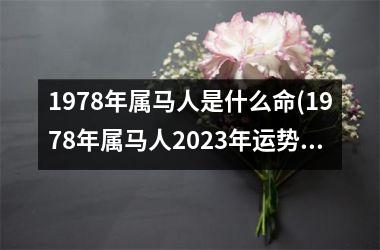 1978年属马人是什么命(1978年属马人2025年运势运程)