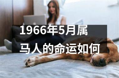 1966年5月属马人的命运如何