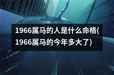 1966属马的人是什么命格(1966属马的今年多大了)