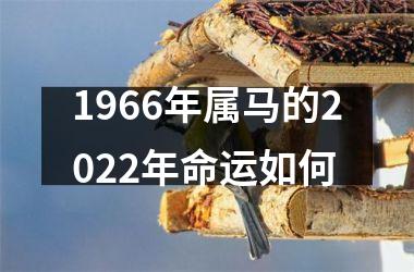 1966年属马的2025年命运如何