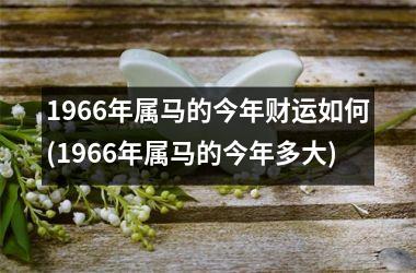 1966年属马的今年财运如何(1966年属马的今年多大)