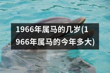 <h3>1966年属马的几岁(1966年属马的今年多大)