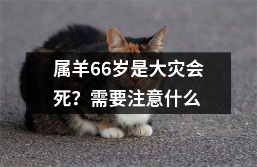 属羊66岁是大灾会死？需要注意什么