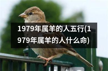 1979年属羊的人五行(1979年属羊的人什么命)