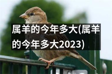 <h3>属羊的今年多大(属羊的今年多大2025)