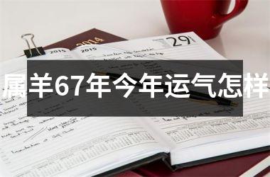 属羊67年今年运气怎样