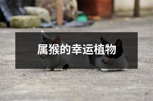 属猴的幸运植物