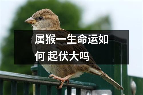 <h3>属猴一生命运如何起伏大吗