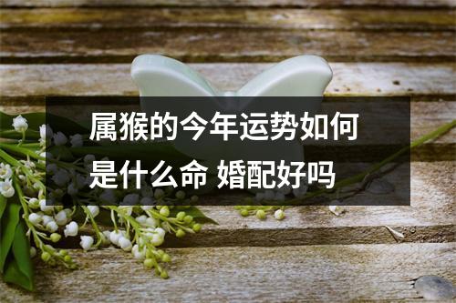 <h3>属猴的今年运势如何是什么命婚配好吗