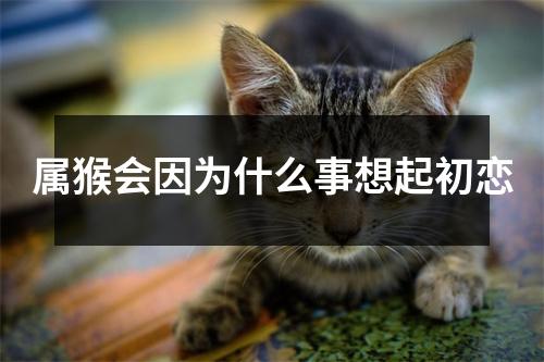 属猴会因为什么事想起初恋