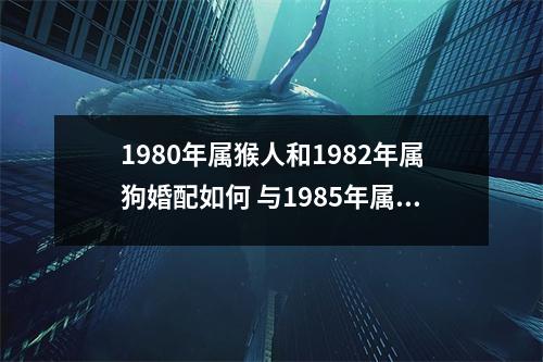 1980年属猴人和1982年属狗婚配如何与1985年属牛的配吗