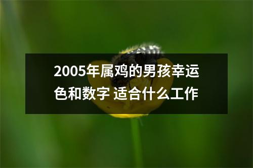 2005年属鸡的男孩幸运色和数字适合什么工作