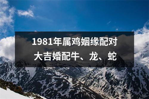 1981年属鸡姻缘配对大吉婚配牛、龙、蛇