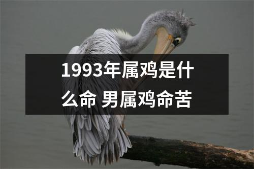 1993年属鸡是什么命男属鸡命苦