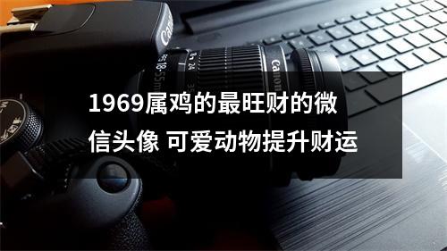 1969属鸡的旺财的微信头像可爱动物提升财运