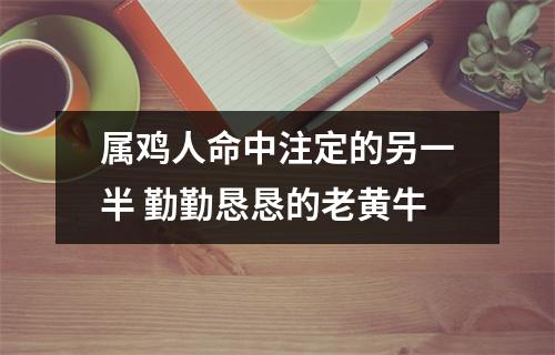 属鸡人命中注定的另一半勤勤恳恳的老黄牛