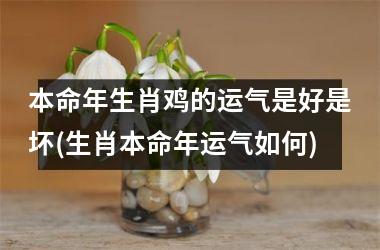 本命年生肖鸡的运气是好是坏(生肖本命年运气如何)