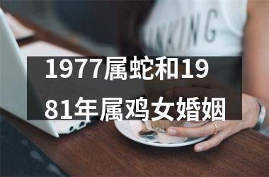 1977属蛇和1981年属鸡女婚姻