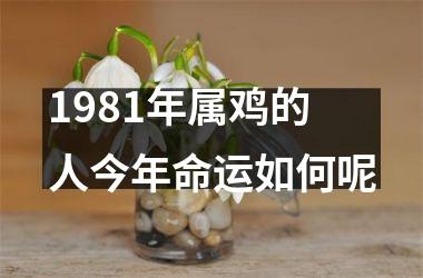 1981年属鸡的人今年命运如何呢