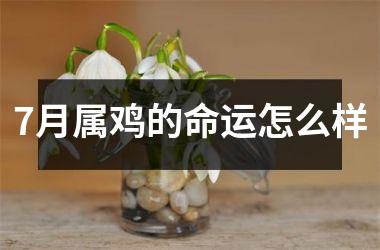 7月属鸡的命运怎么样