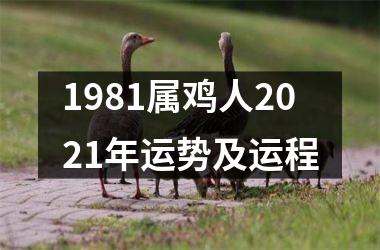 1981属鸡人2025年运势及运程