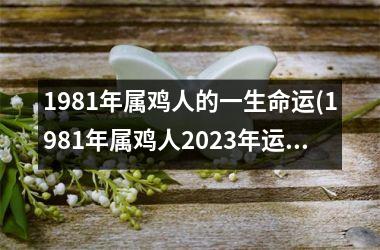 1981年属鸡人的一生命运(1981年属鸡人2025年运势及运程每月运程)