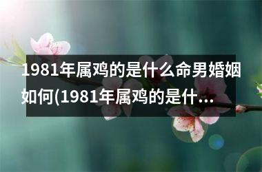 1981年属鸡的是什么命男婚姻如何(1981年属鸡的是什么命五行属什么)