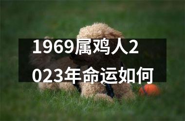 1969属鸡人2025年命运如何