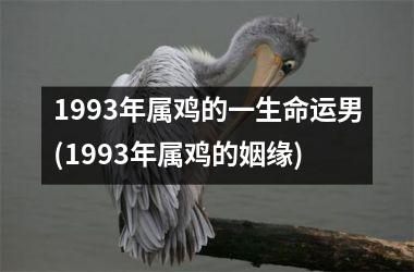 1993年属鸡的一生命运男(1993年属鸡的姻缘)