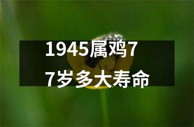 1945属鸡77岁多大寿命