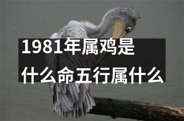 1981年属鸡是什么命五行属什么