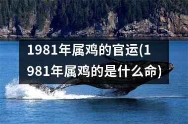 1981年属鸡的官运(1981年属鸡的是什么命)