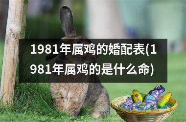 <h3>1981年属鸡的婚配表(1981年属鸡的是什么命)