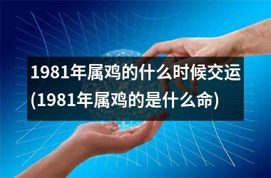 1981年属鸡的什么时候交运(1981年属鸡的是什么命)