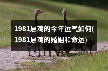 1981属鸡的今年运气如何(1981属鸡的婚姻和命运)