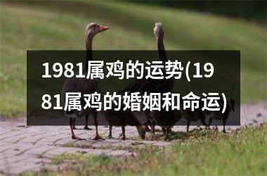 1981属鸡的运势(1981属鸡的婚姻和命运)