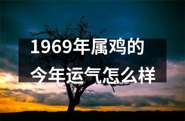 1969年属鸡的今年运气怎么样