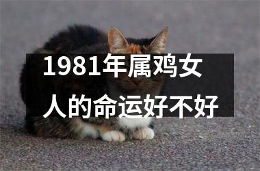 1981年属鸡女人的命运好不好