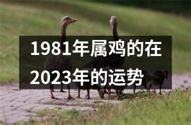 1981年属鸡的在2025年的运势