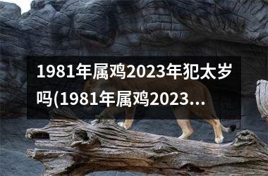 1981年属鸡2025年犯太岁吗(1981年属鸡2025年运势)