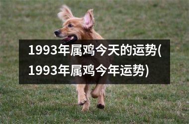 1993年属鸡今天的运势(1993年属鸡今年运势)