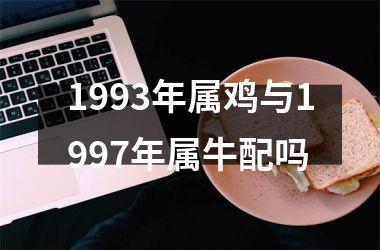 1993年属鸡与1997年属牛配吗