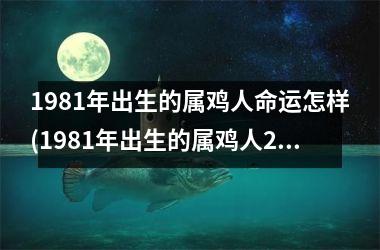 1981年出生的属鸡人命运怎样(1981年出生的属鸡人2025年兔年每月运程)