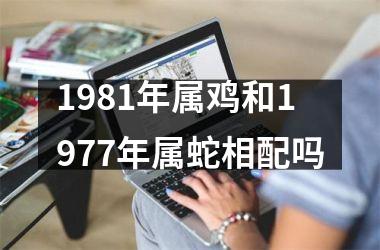 1981年属鸡和1977年属蛇相配吗