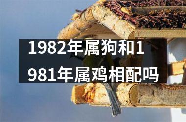 1982年属狗和1981年属鸡相配吗