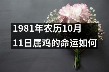 <h3>1981年农历10月11日属鸡的命运如何